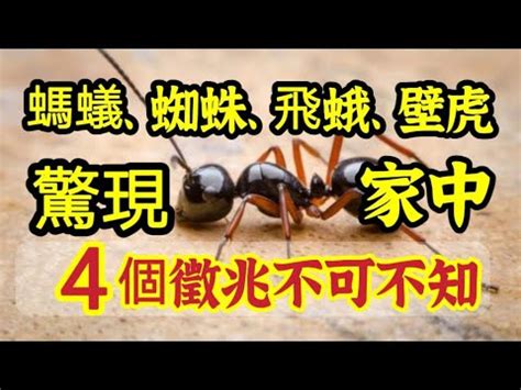 為何螞蟻那麼多|家中突然出現很多小螞蟻怎麼辦？專家教你五招消滅家中小螞蟻、。